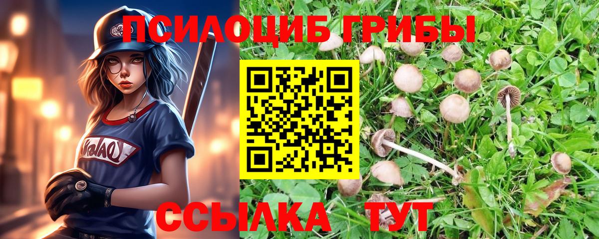 Галлюциногенные грибы Psilocybe Тула